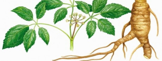 Ginseng could be an effective way to prevent the flu 