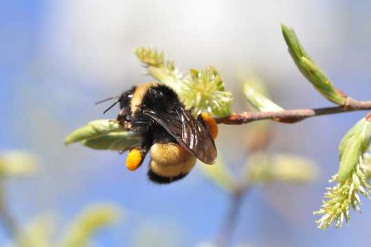 The first days of spring – brighter and warmer – are a biological trigger for female bees to wake up from hibernation and begin to build future colonies.