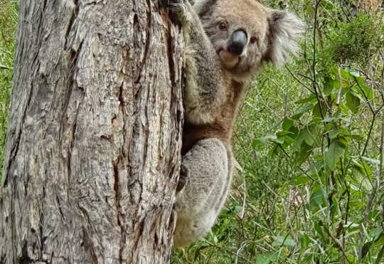 joala bear on a tree
