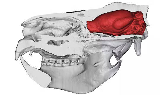 An image of a koala’s brain.